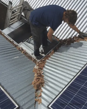 A professional removing leaves from a gutter positioned over a tin shed, ensuring the gutter is clear and functional.