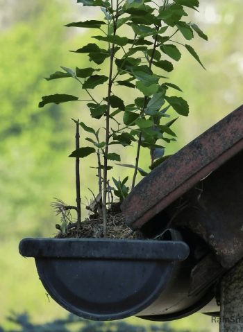 Here’s a gutter in Cincinnati, OH, completely clogged and even sprouting a tree!